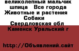 великолепный мальчик шпица - Все города Животные и растения » Собаки   . Свердловская обл.,Каменск-Уральский г.